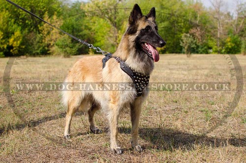 Belgian Tervuren Dog Harness Leather with Nickel Pyramids