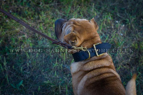 Best Collar for Shar-Pei Control of Extra Wide Spiked Leather