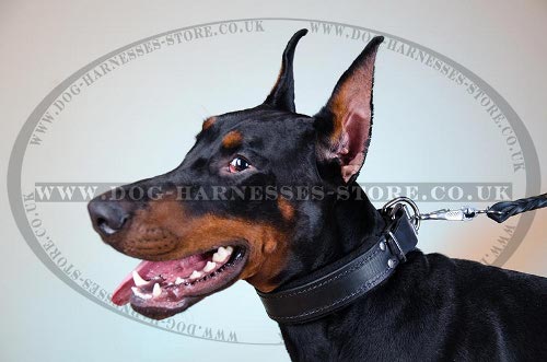 Best Doberman Dog Collar of Leather with Soft Felt Lining - Click Image to Close