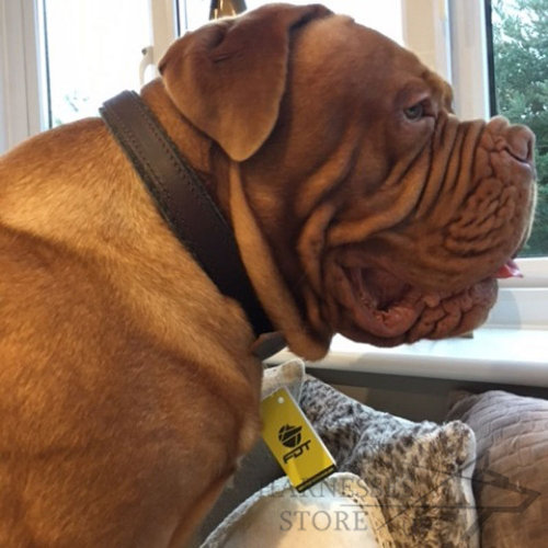 Dogue de Bordeaux Collar of Soft Felt Padded Narrow Leather