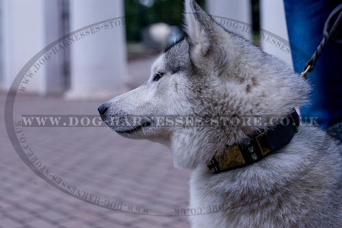 Husky Dog Collar Leather with Spikes and Plates in Antique Style