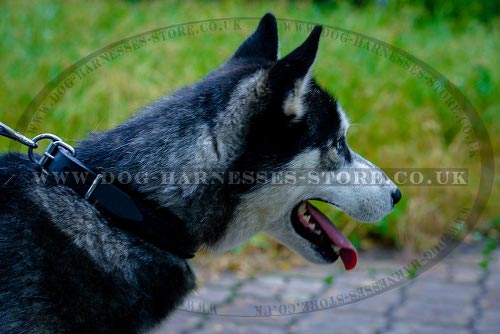 Leather Dog Collar for Husky Training with Soft Felt Lining