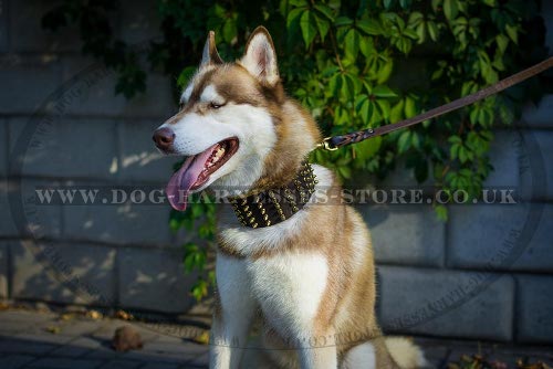 Leather Dog Collar for Husky of Extra Width with Brass Spikes