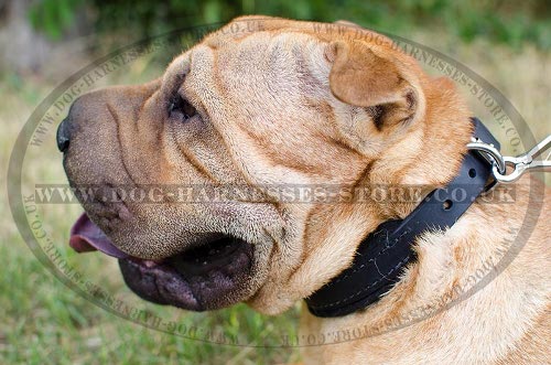 Shar-Pei Collar of One Inch Narrow Leather with Soft Felt Lining