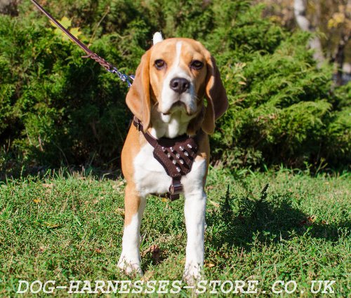 Fashion and Comfort in One Leather Beagle Harness Spikes