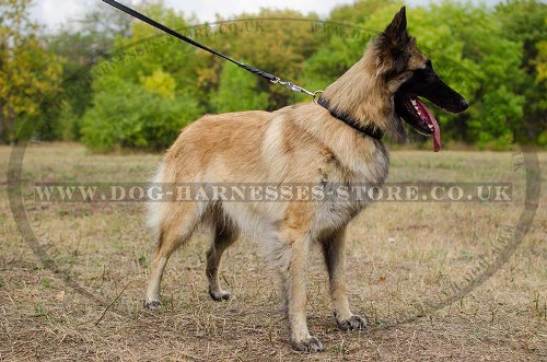 Tervuren Collar of One Inch Wide Leather, Padded with Soft Felt