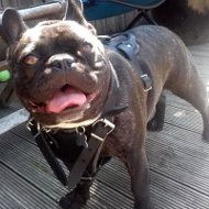 Leather Dog Harness for French Bulldog 