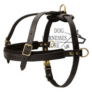 Leather Padded Tracking Harness